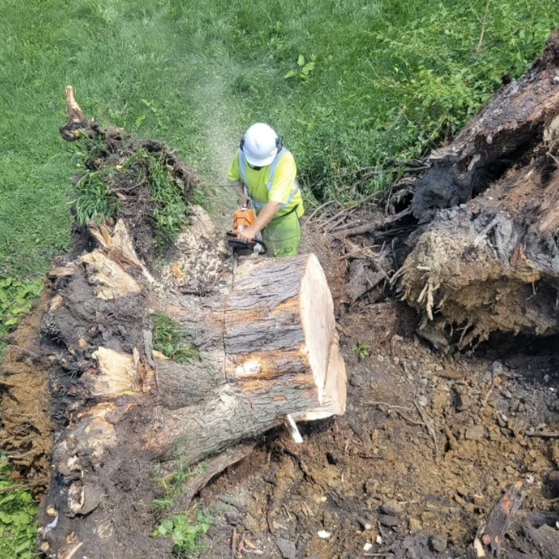 Tree professional uses a chainsaw to cut a tree trunk during Residential tree services by Oberlanders