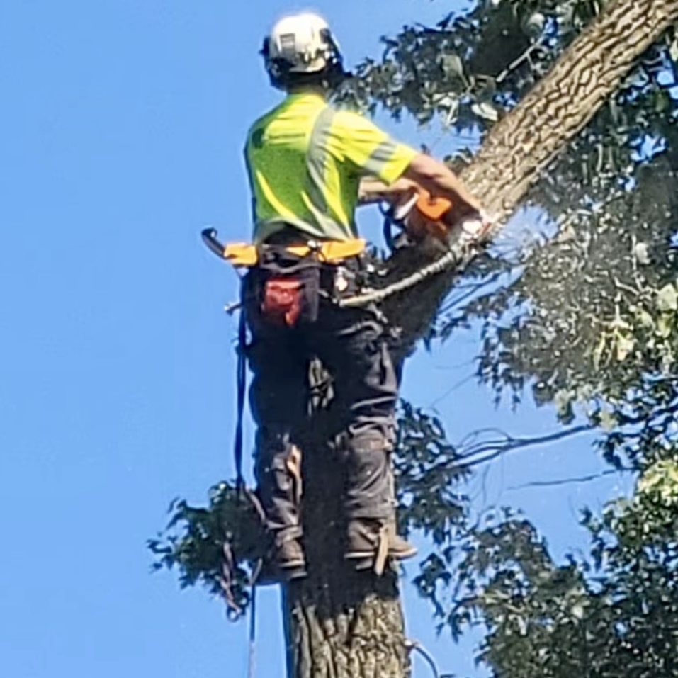 Commercial tree removal services