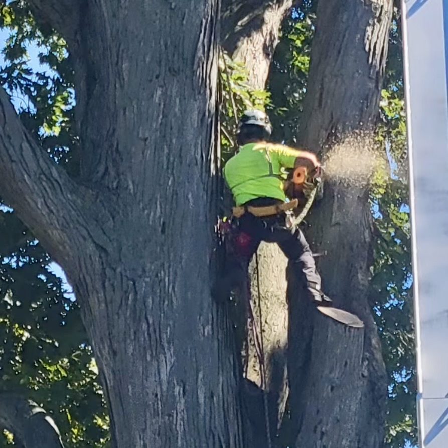 Residential Tree removal services Oberlanders professional working on tree removal with chainsaw