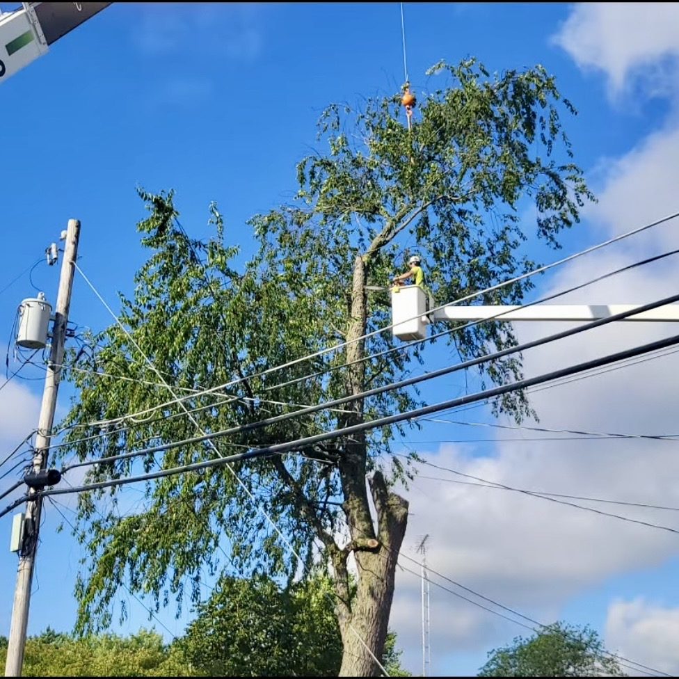 Utility Line clearing in progress by Oberlanders