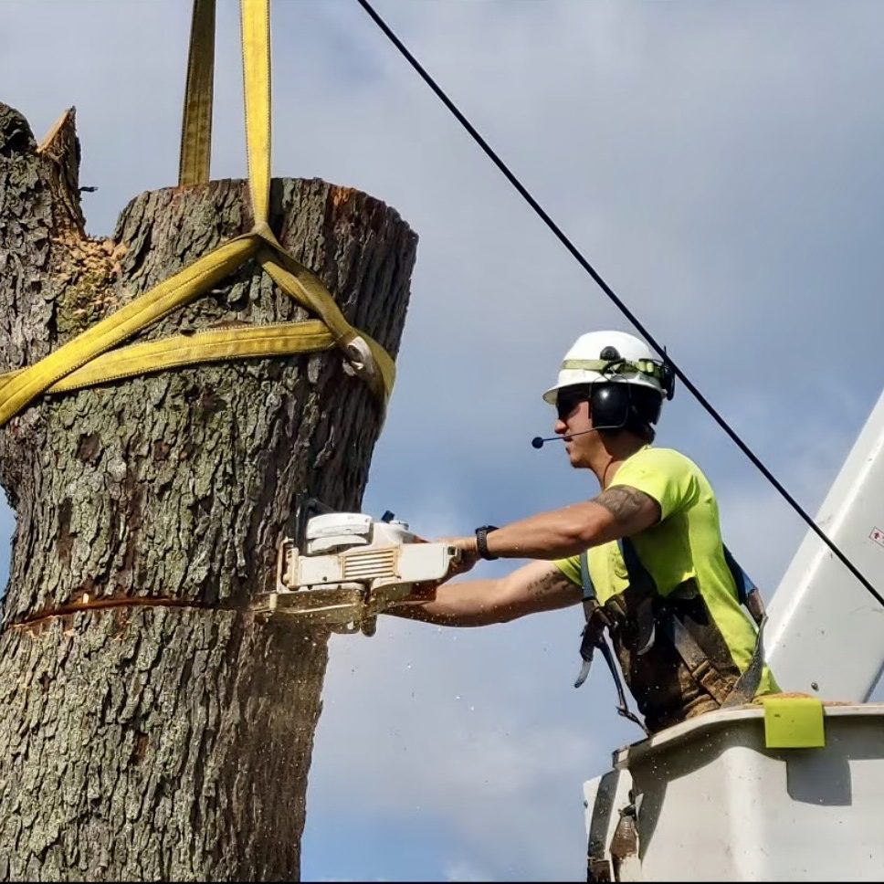 Tree removal for utility lines by Oberlanders