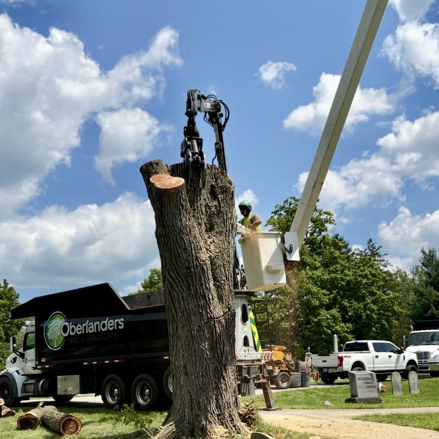 Commercial tree removal by Oberlanders