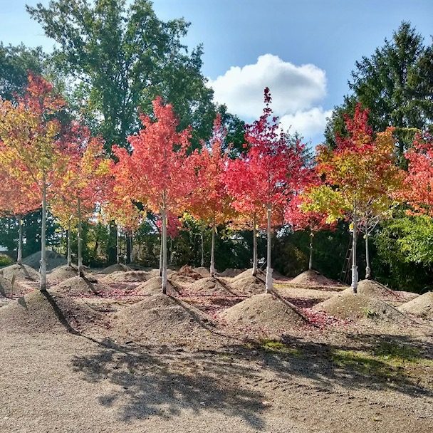 Trees in the garden center