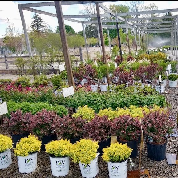 Garden Center trees and landscape plants