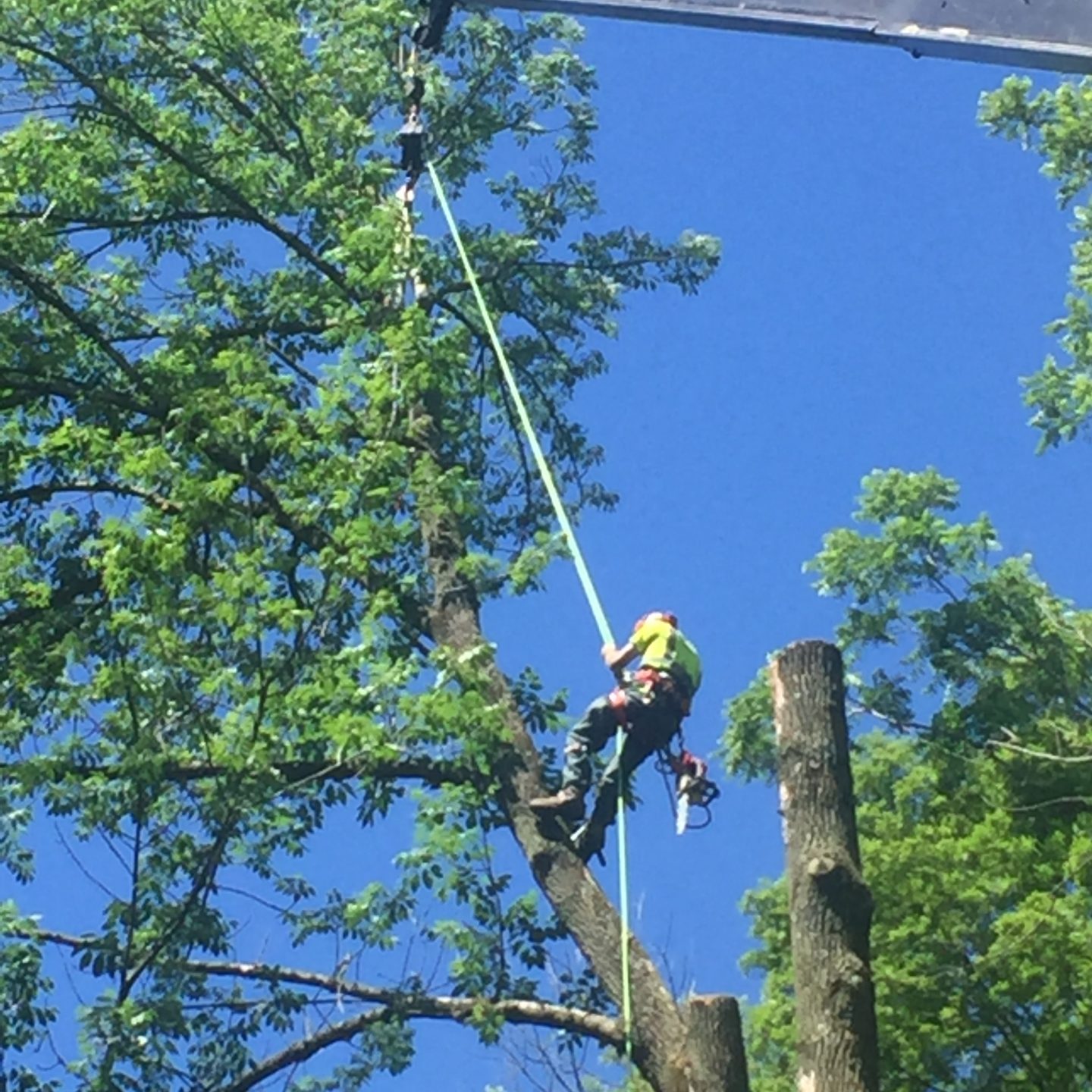 Oberlanders Tree Service